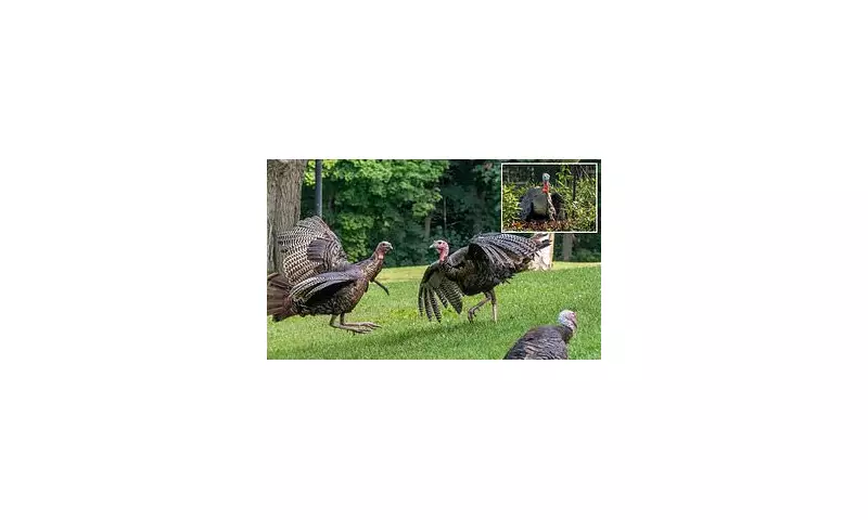 Wild Turkey Spring Mating: Snoods, Wingmen & Avian Drama