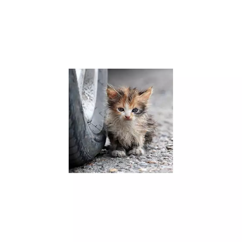 Woman Rescues Two Stray Kittens in Bali in Heartwarming Adoption Tale