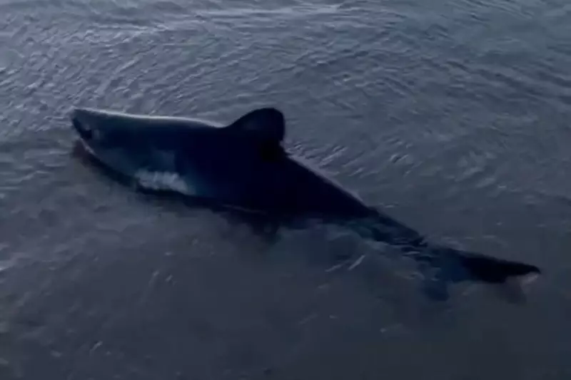 Woman's Quick Thinking Saves Beached Shark in Oregon