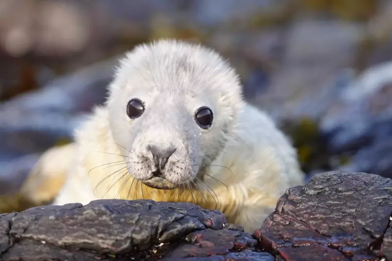 World's Longest Seal Survey Continues on Farne Islands