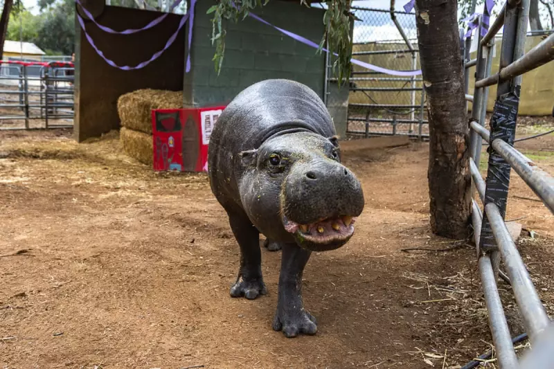 World's Oldest Pygmy Hippo Celebrates 52nd Birthday in San Diego