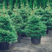 10 Expert Tips to Keep Your Christmas Tree Fresh All Season