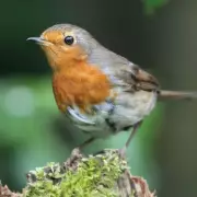 10-Minute November Task to Keep Robins Returning to Your Garden