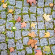 3 Gardeners Agree: Remove Moss From Patios in 10 Minutes