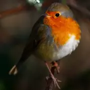 3 Simple Steps to Keep Birds Returning to Your Garden This Winter