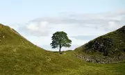 49 Sycamore Gap Saplings Planted as 'Trees of Hope' Across UK