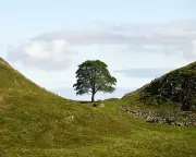 49 Sycamore Gap Saplings to be Planted as 'Trees of Hope' Across UK
