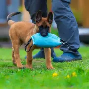 5 Dog Breeds a Trainer Would Never Recommend For First-Time Owners