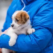 7 Dog Breeds at Risk in UK Cold Snap: Vet Nurse's Safety Guide
