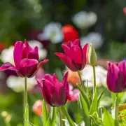 7 Spring Flowers to Plant Now for a Stunning UK Garden Display