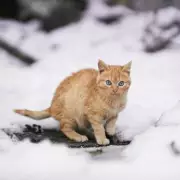 7°C Danger: Signs Your Cat Is Too Cold This Winter