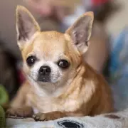 9 Healthiest Dog Breeds to Reduce Vet Bills in the UK