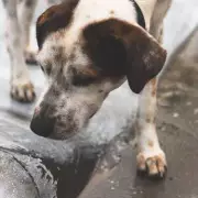 Abandoned Dog Found Tied to Lamp Post with Heartbreaking Note in Quiet Street