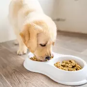 Add 2 Years to Your Dog's Life With Simple Diet Change, Says Expert