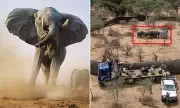 African Elephants Brutally Slaughtered in Shocking Animal Rights Protest Stunt