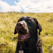 Alabama Rot UK: Vet Warns of Deadly Dog Disease with 90% Fatality Rate