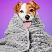 Amazon Slashes Price on Weighted Pet Blanket That Calms Anxious Dogs