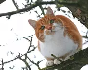 Animal Emergencies Surge: Firefighters Face Unprecedented Rescue Callouts Across England