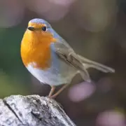 Attract Robins to Your Garden This Winter With One Simple Fruit