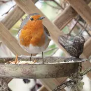 Attract Robins to Your Garden with This Simple Fruit Tip
