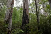 Australia Passes Landmark Environmental Reforms to Protect Forests and Biodiversity