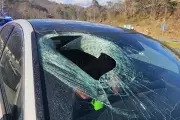 Bald Eagle Drops Cat Through Car Windscreen in Shocking NC Incident