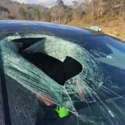 Bald Eagle Drops Cat Through Car Windscreen on US Highway