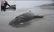 Beached Baby Whale Euthanised in Oregon Sparks Public Outcry