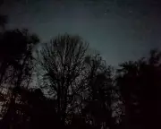 Black Friday Bargain: Finding Solace in Hertfordshire's Night Woods