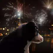 Bonfire Night Survival Guide: 10 Expert Tips to Keep Your Pets Calm Amid the Fireworks