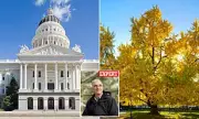 California's Capitol Park Ginkgo Trees Emit 'Vomit' Smell in Autumn
