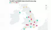 Cambridge Ranked Worst UK City for Dog Happiness in New Study