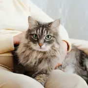 Cat's Warning Hiss Uncovers Dangerous Electrical Fault in UK Home