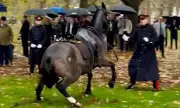 Chaos in Central London as Household Cavalry Horse Bolts Through Green Park