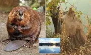 Colorado's Beaver Creek Park Under Siege: Rampant Rodents Decimate Woodland in Unprecedented Tree Destruction