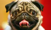 Crufts 2026 Bans Flat-Faced Pugs and Bulldogs with Breathing Issues