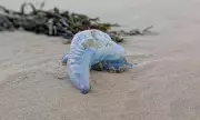 Deadly Portuguese Man O'War Invasion: UK Beaches On High Alert As Toxic Marine Species Washes Ashore