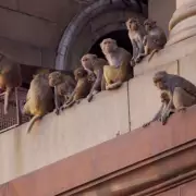 Delhi Deputy Mayor Dies After Monkey Swarm Attack at Home