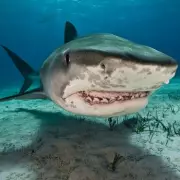 Diver's Shark Survival Tip: Never Swim Away, Experts Warn