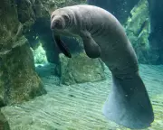 Diving into Extinction: The Haunting Tale of the Lost Sea Cow