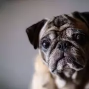 Dog Zodiac Signs: What Your Pup's Birth Month Reveals