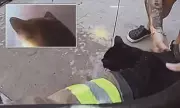 Dramatic Cat Rescue: Firefighter Saves Two Felines from Burning Apartment
