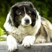 Expert Warns 3 Dog Breeds Are Worst for Families Due to Biting Risk