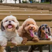 Expert's Top 5 Family Dog Breeds Reveals 'King of All Dogs'