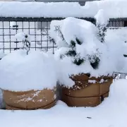 Expert's Urgent Garden Warning: Protect Plants With Old Bedsheets Before Snow