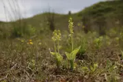 Fen Orchid Triumph: UK's Rarest Flower Saved From Brink of Extinction