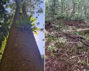 Feral Pigs Spread Deadly Dieback Disease in Queensland's Ancient Bunya Forests