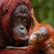 First Kiss Traced Back 21.5 Million Years in Groundbreaking Study