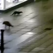 Fox and Otter Caught on CCTV in Magical Lincoln Encounter