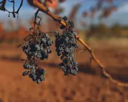 French Winemakers Battle for Survival as Crisis Talks Loom